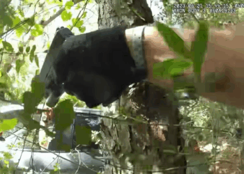 Couple Meets Karma After Failed Hit Run V2010 055